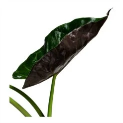 Alocasia Wentii - Hardy Elephant Ear 19 Alocasia Wentii - Hardy Elephant Ear -Indoor Plants Store Alocasia Wentii Hardy Elephant Ear 19x65cm foliage 2