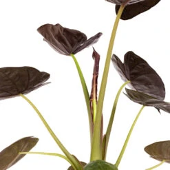 Alocasia Wentii - Hardy Elephant Ear 17 Alocasia Wentii - Hardy Elephant Ear -Indoor Plants Store Alocasia Wentii Hardy Elephant Ear DETAIL 3