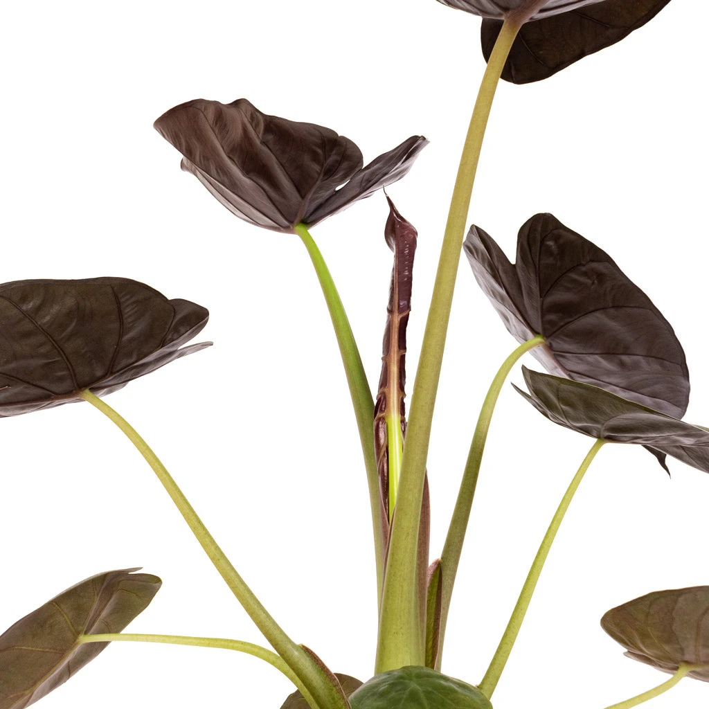 Alocasia Wentii - Hardy Elephant Ear 6 Alocasia Wentii - Hardy Elephant Ear - Image 4