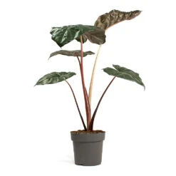 Alocasia Yucatan Princess - Elephant Ear 17 Alocasia Yucatan Princess - Elephant Ear -Indoor Plants Store Alocasia Yucatan Princess Elephant Ear 17cm 002
