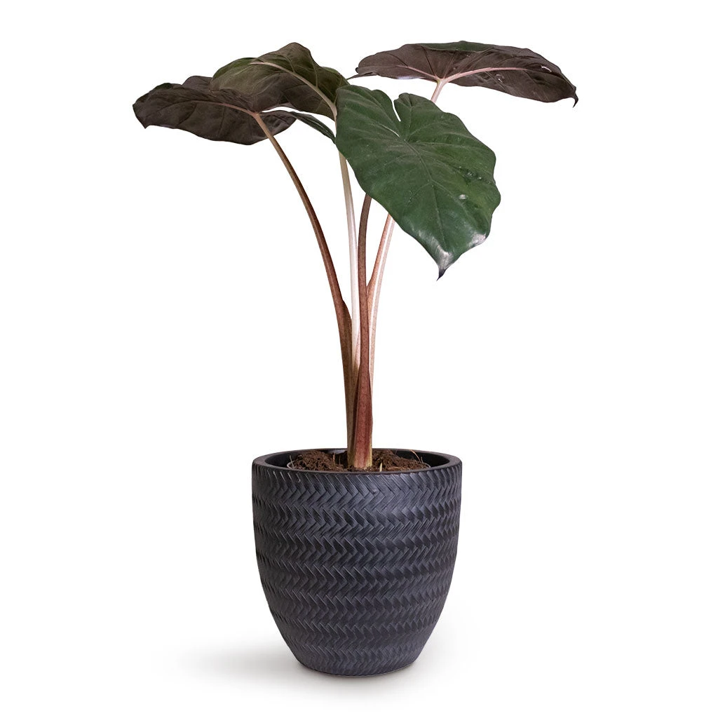 Alocasia Yucatan Princess - Elephant Ear 3 Alocasia Yucatan Princess - Elephant Ear