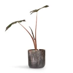 Alocasia Yucatan Princess - Elephant Ear 19 Alocasia Yucatan Princess - Elephant Ear -Indoor Plants Store Alocasia Yucatan Princess Elephant Ear 17x65cm Luxe Lite Comet Cylinder Planter Bronze 28x27cm