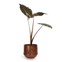 Alocasia Yucatan Princess - Elephant Ear 18 Alocasia Yucatan Princess - Elephant Ear -Indoor Plants Store Alocasia Yucatan Princess Elephant Ear 17x65cm Noud Plant Pot Copper 26x22cm 2fc8507c 9e2c 4d34 89b0 ec915738e474