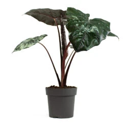 Alocasia Yucatan Princess - Elephant Ear 15 Alocasia Yucatan Princess - Elephant Ear -Indoor Plants Store Alocasia Yucatan Princess Elephant Ear 19cm