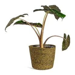 Alocasia Yucatan Princess - Elephant Ear 20 Alocasia Yucatan Princess - Elephant Ear -Indoor Plants Store Alocasia Yucatan Princess Elephant Ear selin Plant Basket Camel plant pot