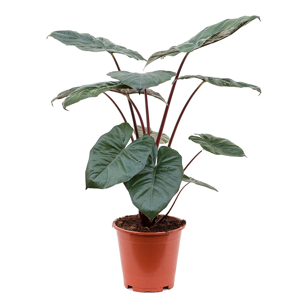 Alocasia Yucatan Princess - Elephant Ear 12 Alocasia Yucatan Princess - Elephant Ear - Image 10