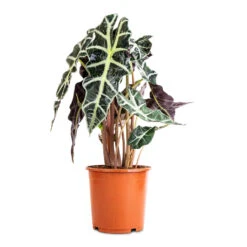 Alocasia Amazonica Polly - Elephant Ear -Indoor Plants Store Alocasia amazonica Polly Elephant Ear 17x50cm