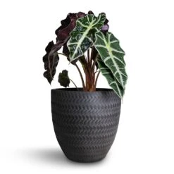 Alocasia Amazonica Polly - Elephant Ear -Indoor Plants Store Alocasia amazonica Polly Elephant Ear 17x50cm Angle Couple Plant Pot Anthracite 24x23cm