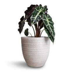 Alocasia Amazonica Polly - Elephant Ear -Indoor Plants Store Alocasia amazonica Polly Elephant Ear 17x50cm Angle Couple Plant Pot White 24x23cm