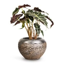 Alocasia Amazonica Polly - Elephant Ear -Indoor Plants Store Alocasia amazonica Polly Elephant Ear 17x50cm Luxe Lite Layer Globe Planter Bronze 28x20cm fa6e5d66 0d43 4c4a b9cf bd64e326c44a