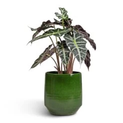 Remi Plant Pot - Green 24 Remi Plant Pot - Green -Indoor Plants Store Alocasia amazonica Polly Elephant Ear 17x50cm Remi Plant Pot Green 23x25cm