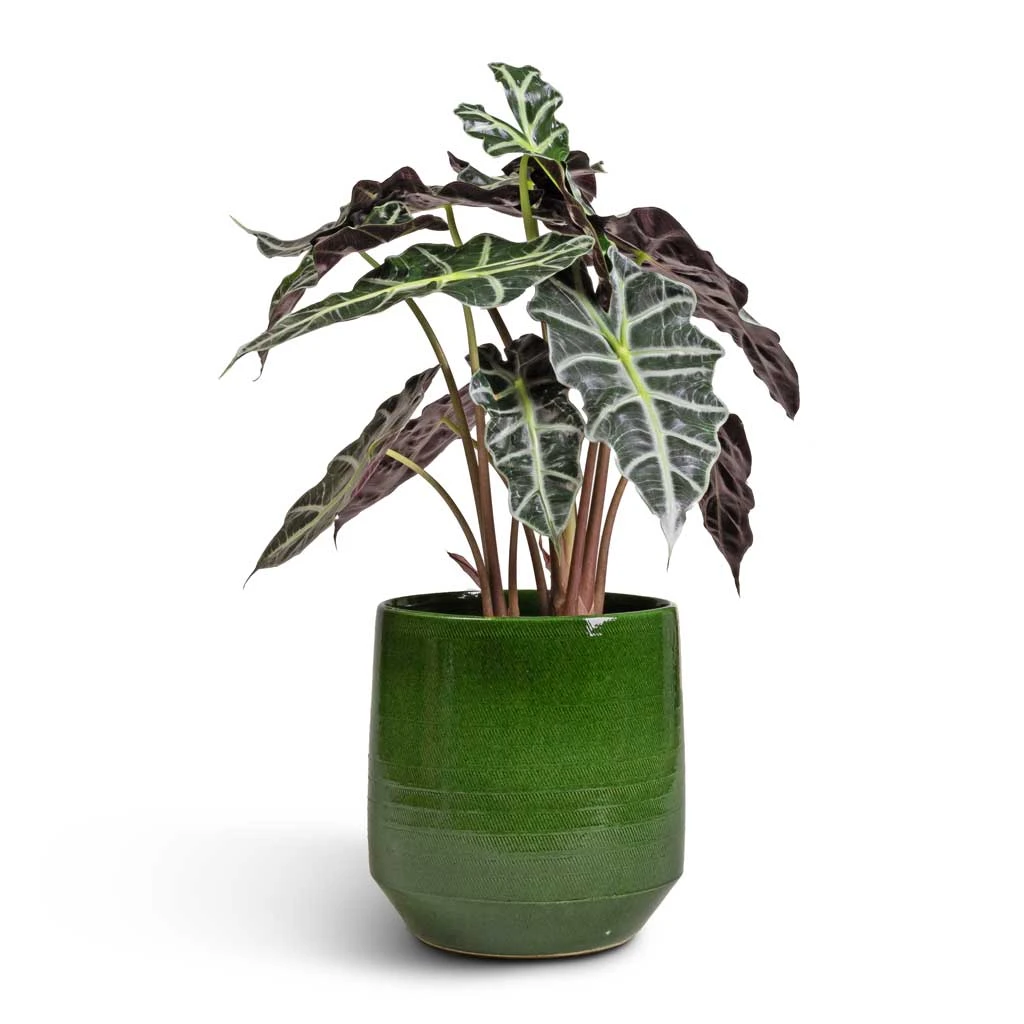 Remi Plant Pot - Green 10 Remi Plant Pot - Green - Image 8