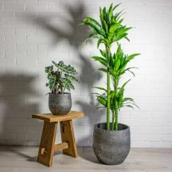 Dracaena Fragrans Janet Craig - Multi Stem -Indoor Plants Store Alocasia amazonica Polly Elephant Ear Dracaena fragrans Janet Craig Multi Stem Evi Plant Pot Midnight Black 1889a055 507c 4744 9f2c 3bb8fc8e0d27