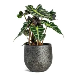Alocasia Amazonica Polly - Elephant Ear -Indoor Plants Store Alocasia amazonica Polly Elephant Ear Evi Plant Pot Midnight Black 22cm