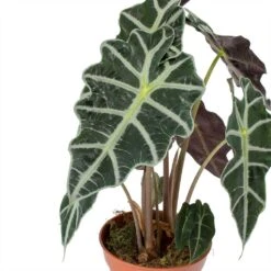 Alocasia Amazonica Polly - Elephant Ear -Indoor Plants Store Alocasia amazonica Polly Elephant Ear Leaves