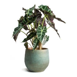 Alocasia Amazonica Polly - Elephant Ear -Indoor Plants Store Alocasia amazonica Polly Elephant Ear Ryan Plant Pot Blue Gold