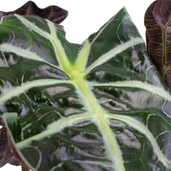 Alocasia Amazonica Polly - Elephant Ear -Indoor Plants Store Alocasia amazonica Polly Elephant Ear SWATCH 3