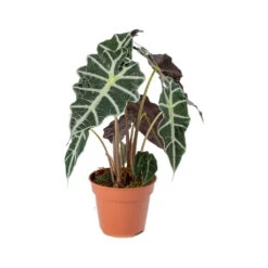 Alocasia Amazonica Polly - Elephant Ear -Indoor Plants Store Alocasia amazonica Polly Elephant Ear 941f9e9b ed40 488c b41e b561353cf4b6