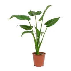 Alocasia Cucullata - Hooded Dwarf Elephant Ear -Indoor Plants Store Alocasia cucullata