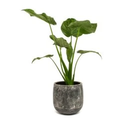 Alocasia Cucullata - Hooded Dwarf Elephant Ear -Indoor Plants Store Alocasia cucullata Amber Plant Pot Earth