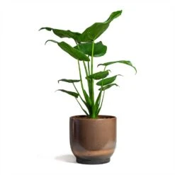 Alocasia Cucullata - Hooded Dwarf Elephant Ear -Indoor Plants Store Alocasia cucullata Hooded Dwarf Elephant Ear 19x75cm Linn Plant Pot Blush 25x25cm