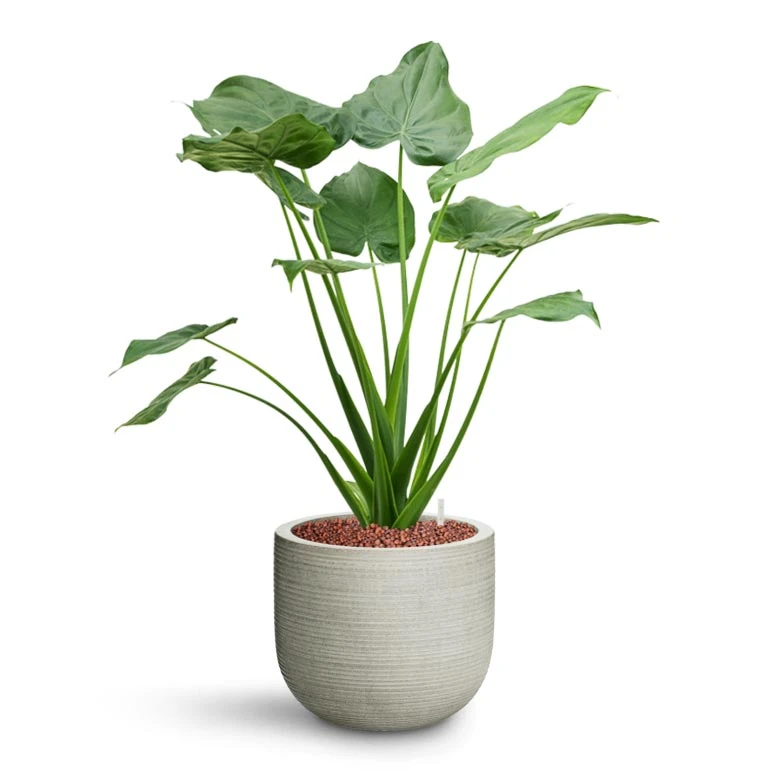 Cody Plant Pot - Ridged Cement 12 Cody Plant Pot - Ridged Cement - Image 10
