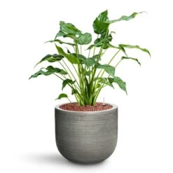 Alocasia Cucullata - Hooded Dwarf Elephant Ear - HydroCare -Indoor Plants Store Alocasia cucullata Hooded Dwarf Elephant Ear HydroCare Cody Plant Pot Ridged Dark Grey