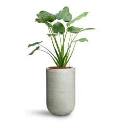 Alocasia Cucullata - Hooded Dwarf Elephant Ear - HydroCare -Indoor Plants Store Alocasia cucullata Hooded Dwarf Elephant Ear HydroCare Cody Plant Vase Ridged Cement