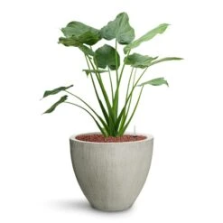 Alocasia Cucullata - Hooded Dwarf Elephant Ear - HydroCare -Indoor Plants Store Alocasia cucullata Hooded Dwarf Elephant Ear HydroCare Jesslyn Plant Pot Ridged Cement