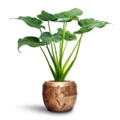 Alocasia Cucullata - Hooded Dwarf Elephant Ear - HydroCare -Indoor Plants Store Alocasia cucullata Hooded Dwarf Elephant Ear HydroCare Opus Raw Couple Planter Gold