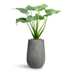 Alocasia Cucullata - Hooded Dwarf Elephant Ear - HydroCare -Indoor Plants Store Alocasia cucullata Hooded Dwarf Elephant Ear HydroCare Patt High Plant Vase Ridged Dark Grey