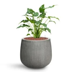 Pax Planter - Ridged Dark Grey -Indoor Plants Store Alocasia cucullata Hooded Dwarf Elephant Ear HydroCare Pax Planter Ridged Dark Grey fe81520c e4aa 49b1 bedf 663e77ee0bb1