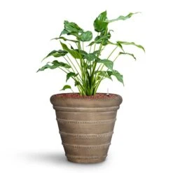 Treasure Selena Planter - Chalk Beige -Indoor Plants Store Alocasia cucullata Hooded Dwarf Elephant Ear HydroCare Treasure Selena Planter Chalk Beige f216ae93 651f 4c4b 920a 47934cf50681