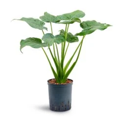 Alocasia Cucullata - Hooded Dwarf Elephant Ear - HydroCare -Indoor Plants Store Alocasia cucullata Hooded Dwarf Elephant Ear Hydroculture 18 19x70cm
