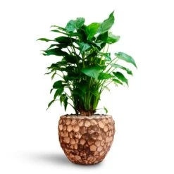 Alocasia Cucullata - Hooded Dwarf Elephant Ear - HydroCare -Indoor Plants Store Alocasia cucullata Hooded Dwarf Elephant Ear HydrocultureFacets Couple Planter Into Coco
