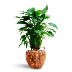 Alocasia Cucullata - Hooded Dwarf Elephant Ear - HydroCare -Indoor Plants Store Alocasia cucullata Hooded Dwarf Elephant Ear HydrocultureFacets Couple Planter Jenga