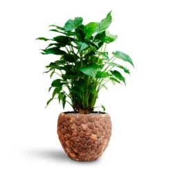 Alocasia Cucullata - Hooded Dwarf Elephant Ear - HydroCare -Indoor Plants Store Alocasia cucullata Hooded Dwarf Elephant Ear HydrocultureFacets Couple Planter Out Of Coco