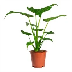 Alocasia Cucullata - Hooded Dwarf Elephant Ear -Indoor Plants Store Alocasia cucullata Hooded Dwarf ElephantEar 19x75cm