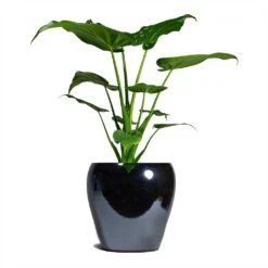 Alocasia Cucullata - Hooded Dwarf Elephant Ear -Indoor Plants Store Alocasia cucullata Hooded Dwarf ElephantEar 19x75cm Amora Plant Pot Anthracite Mirror 26x26cm