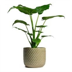 Alocasia Cucullata - Hooded Dwarf Elephant Ear -Indoor Plants Store Alocasia cucullata Hooded Dwarf ElephantEar 19x75cm Bolino Plant Pot Mint 24x21cm