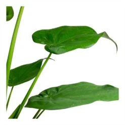 Alocasia Cucullata - Hooded Dwarf Elephant Ear -Indoor Plants Store Alocasia cucullata Hooded Dwarf ElephantEar 19x75cm Leaves