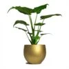 Alocasia Cucullata - Hooded Dwarf Elephant Ear -Indoor Plants Store Alocasia cucullata Hooded Dwarf ElephantEar 19x75cm Mini Orb Kevan Plant Pot Metallic Gold 25x21cm