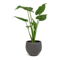 Alocasia Cucullata - Hooded Dwarf Elephant Ear -Indoor Plants Store Alocasia cucullata Mini Orb Kevan Plant Pot Black Washed