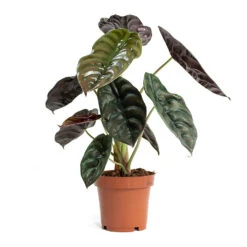 Alocasia Cuprea Red Secret - Elephant Ear -Indoor Plants Store Alocasia cuprea Red Secret Elephant Ear 12cm