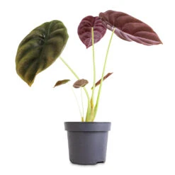 Alocasia Cuprea Red Secret - Elephant Ear -Indoor Plants Store Alocasia cuprea Red Secret Elephant Ear 12x25cm 1