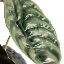 Alocasia Cuprea Red Secret - Elephant Ear -Indoor Plants Store Alocasia cuprea Red Secret Elephant Ear Close Up