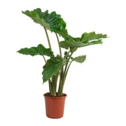 Alocasia Portodora - Upright Elephant Ear 19 Alocasia Portodora - Upright Elephant Ear -Indoor Plants Store Alocasia portodora