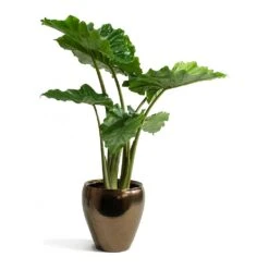 Alocasia Portodora - Upright Elephant Ear 25 Alocasia Portodora - Upright Elephant Ear -Indoor Plants Store Alocasia portodora Amora Black Gold Plant Pot