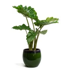 Alocasia Portodora - Upright Elephant Ear 18 Alocasia Portodora - Upright Elephant Ear -Indoor Plants Store Alocasia portodora Charlotte Plant Pot Green