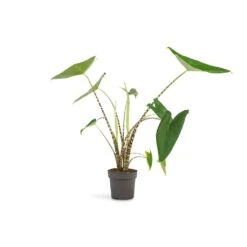 Alocasia Zebrina Tiger - Elephant Ear -Indoor Plants Store Alocasia zebrina Tiger Elephant Ear 13x45 1